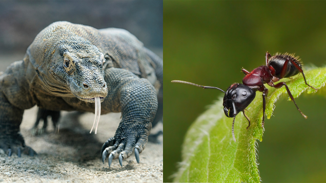 Illustration for article titled 8 Incredible Symbiotic Relationships From The Animal Kingdom
